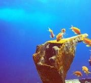EL GOUNA, EGIPTO. Peces nadando