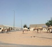 RAS EL-KHAIMA, UAE. ¿Por qué no pueden los camellos cruzar la carretera?