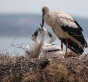 BURSA, TURQUÍA: Una pequeña parada en el camino. Provenientes de África, las cigüeñas realizan un pequeño descanso en su migración en el distrito turco de Karacabey.