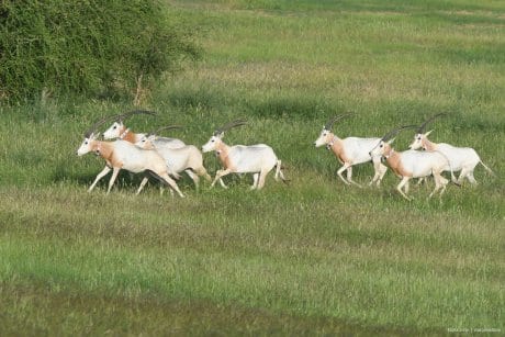CHAD: Corriendo libre. La Agencia de Medio Ambiente de Abu Dabi, el gobierno de Chad y el Fondo de Conservación del Sáhara liberó la primera manada de oryx blancos de vuelta a su medio natural de donde se habían extinguido hace más de 30 años.