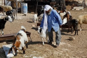 HEBRON, Cisjordania: Manada de todo.