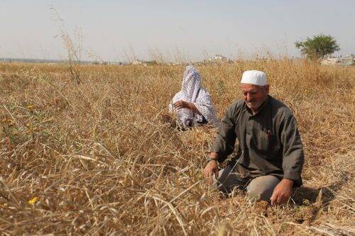 Un hombre palestino reacciona cuando el ejército israelí destruye grandes cantidades de agricultura y cultivos. [Foto de archivo]