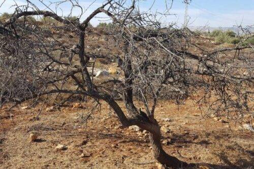 Los agricultores palestinos en Deir Al-Hatib descubrieron la inundación de aguas residuales del asentamiento ilegal Elon Moreh había matado sus olivos y otros cultivos el 24 de octubre de 2017. [Rabinos por los derechos humanos / Twitter]