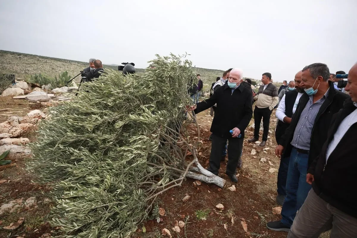 Israel prohíbe a los agricultores palestinos el acceso a sus tierras y destruye 180 olivos